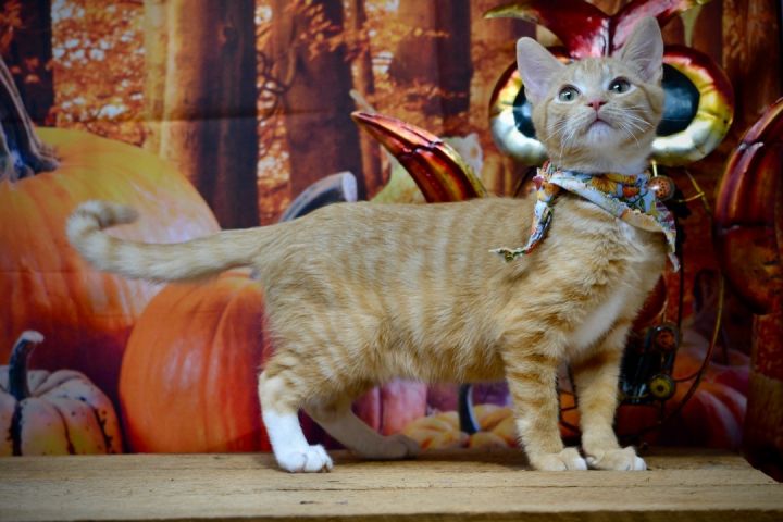 Goldfish, an adopted Domestic Short Hair in Sevierville, TN_image-3