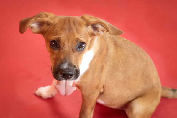Cinnamon, an adoptable Hound Mix in Winchester, KY_image-2