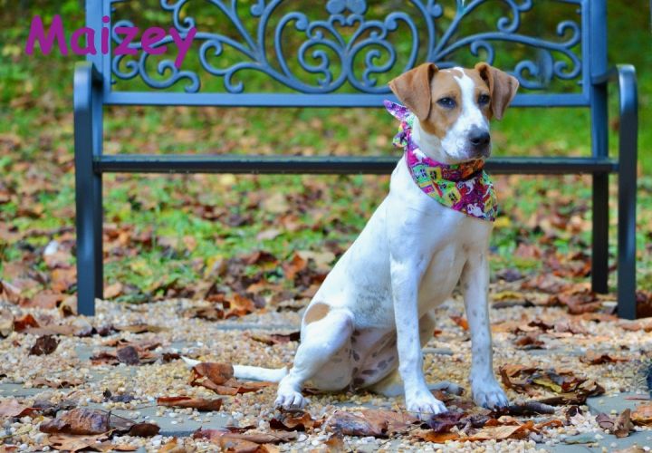 Maizey , an adopted Jack Russell Terrier & Hound Mix in Sevierville, TN_image-1