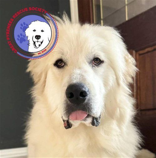 Petfinder 2024 great pyrenees