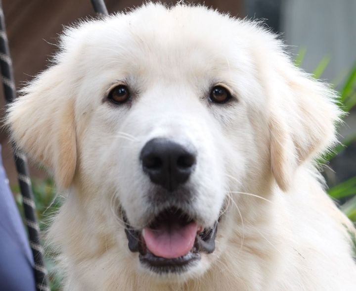 Delphine **$200 rebate available** , an adoptable Great Pyrenees & Golden Retriever Mix in Portland, OR_image-1