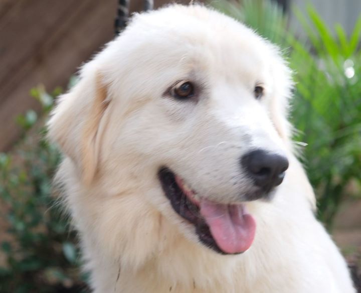 Delphine **$200 rebate available** , an adoptable Great Pyrenees & Golden Retriever Mix in Portland, OR_image-3
