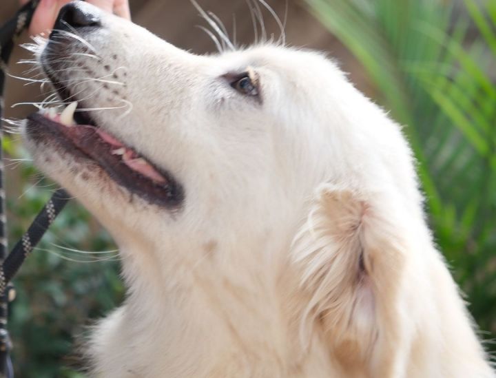 Delphine **$200 rebate available** , an adoptable Great Pyrenees & Golden Retriever Mix in Portland, OR_image-4