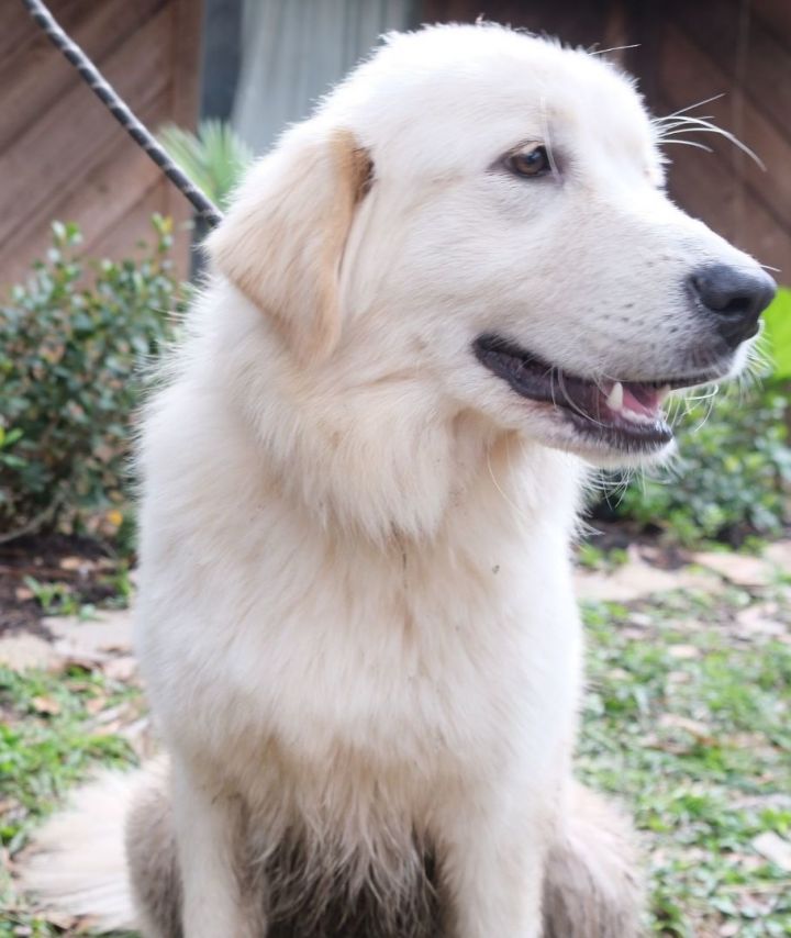 Delphine **$200 rebate available** , an adoptable Great Pyrenees & Golden Retriever Mix in Portland, OR_image-6