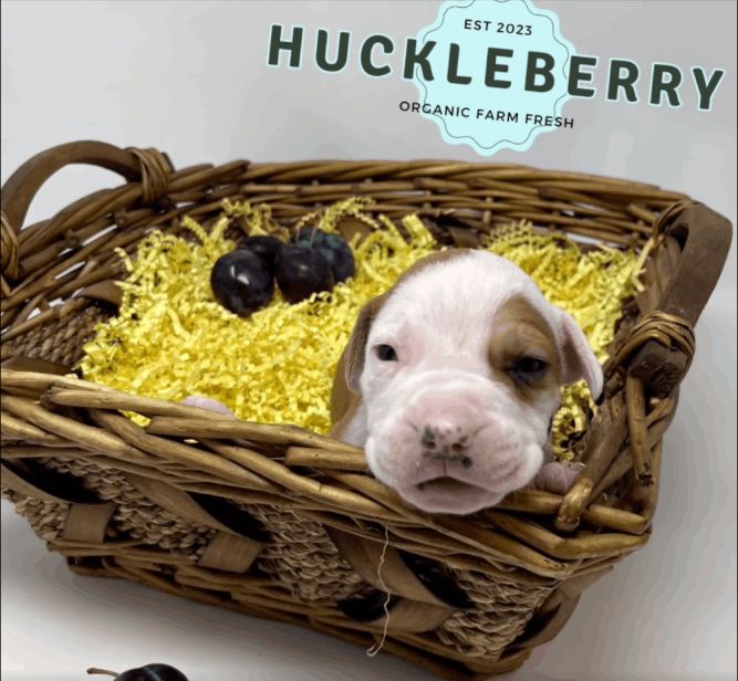 Huckleberry