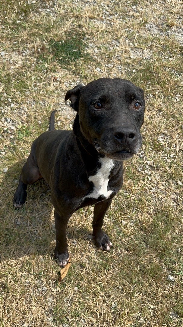 Harley, an adoptable Pit Bull Terrier in Utica, OH_image-1