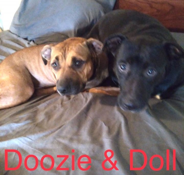 Dozzie & Doll, an adoptable Mixed Breed in Cairo, GA_image-1