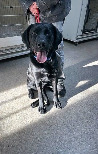 Rudy, an adoptable Labrador Retriever in Richmond, VA_image-4
