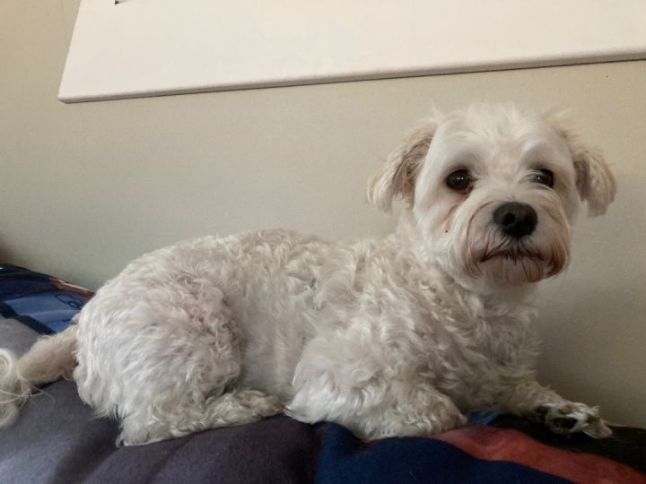 Milo 1