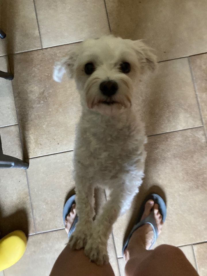 Milo 2