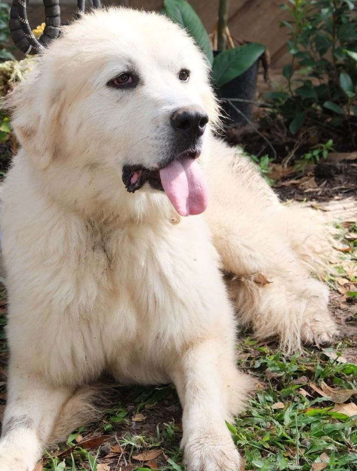 Lady, an adoptable Great Pyrenees in Austin, TX_image-3