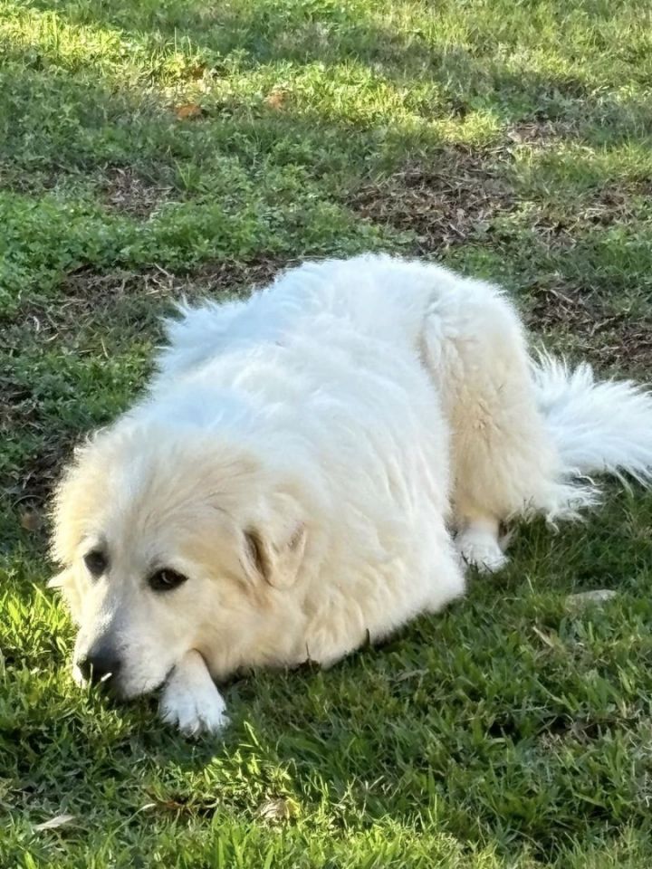 Lady, an adoptable Great Pyrenees in Austin, TX_image-4