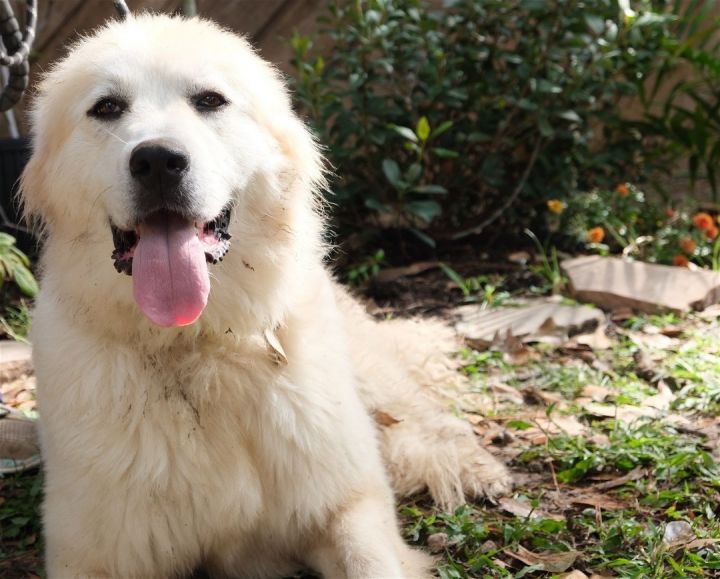 Lady, an adoptable Great Pyrenees in Austin, TX_image-6