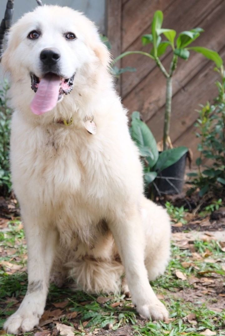 Lady, an adoptable Great Pyrenees in Grapevine, TX_image-2