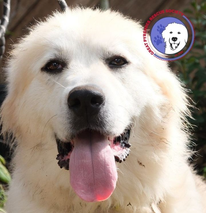 Lady **$200 rebate available**, an adoptable Great Pyrenees in Seattle, WA_image-2