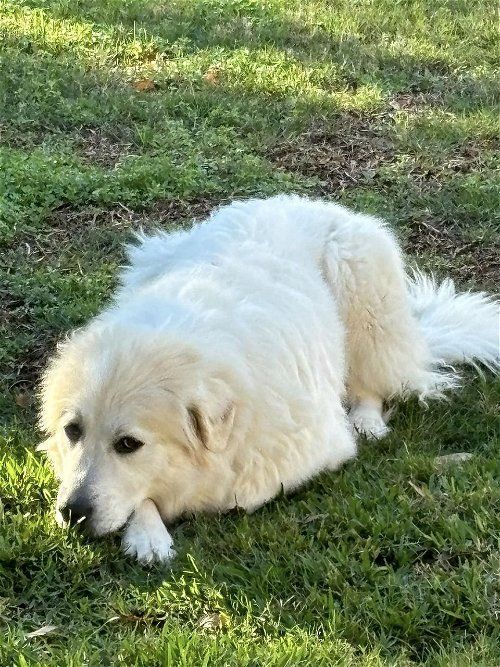 Lady, an adoptable Great Pyrenees in Phoenix, AZ_image-4