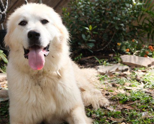 Lady, an adoptable Great Pyrenees in Phoenix, AZ_image-6