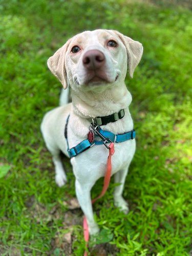 Petfinder 2024 labrador retriever