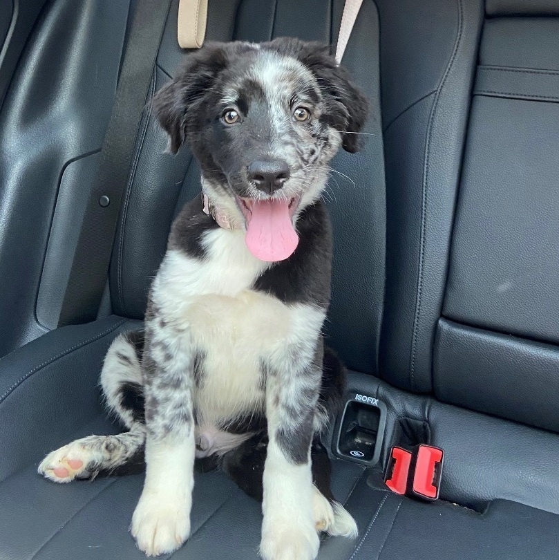 Photo of Baby Male Australian Shepherd 