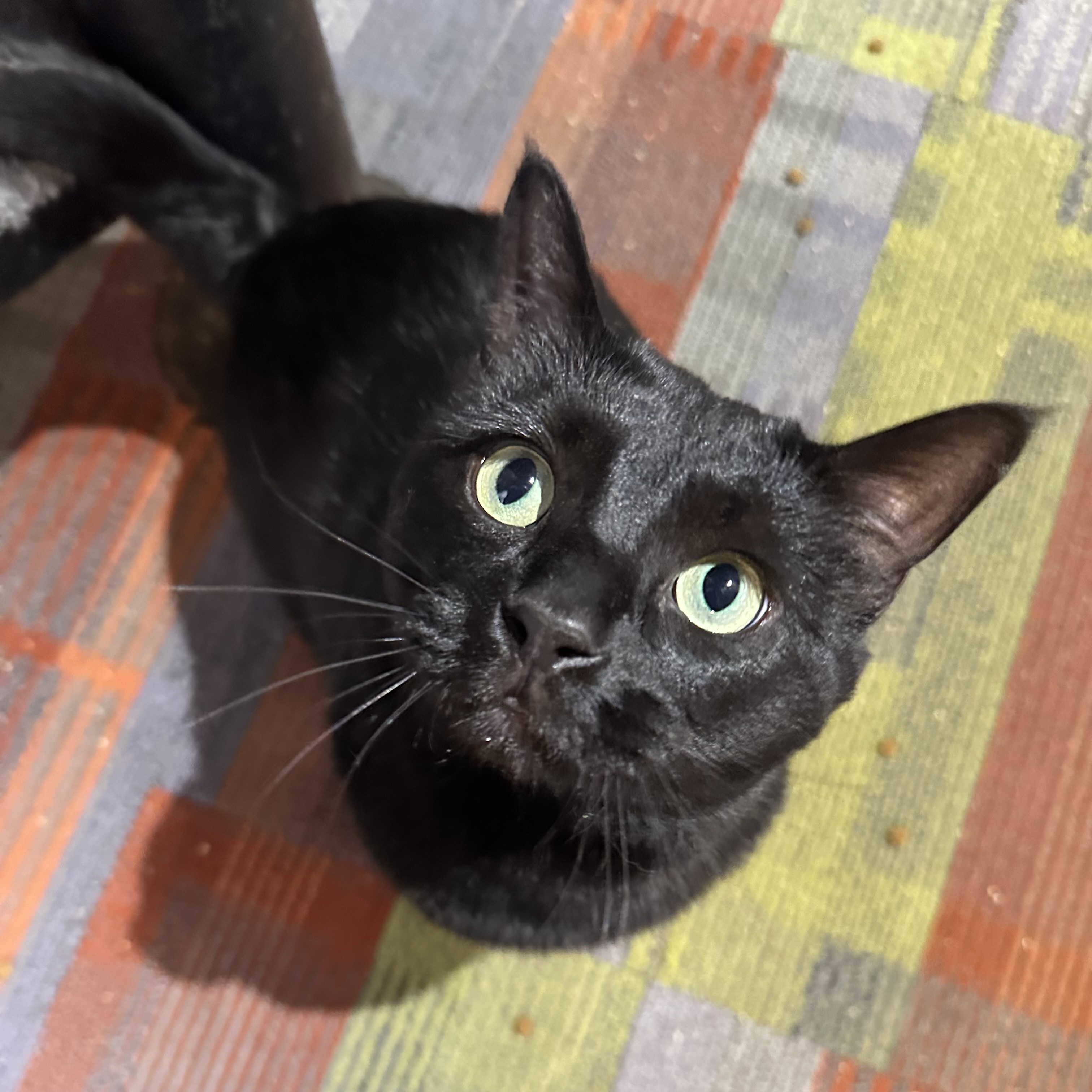 Wally, an adoptable Domestic Short Hair in Santa Fe, NM, 87501 | Photo Image 1