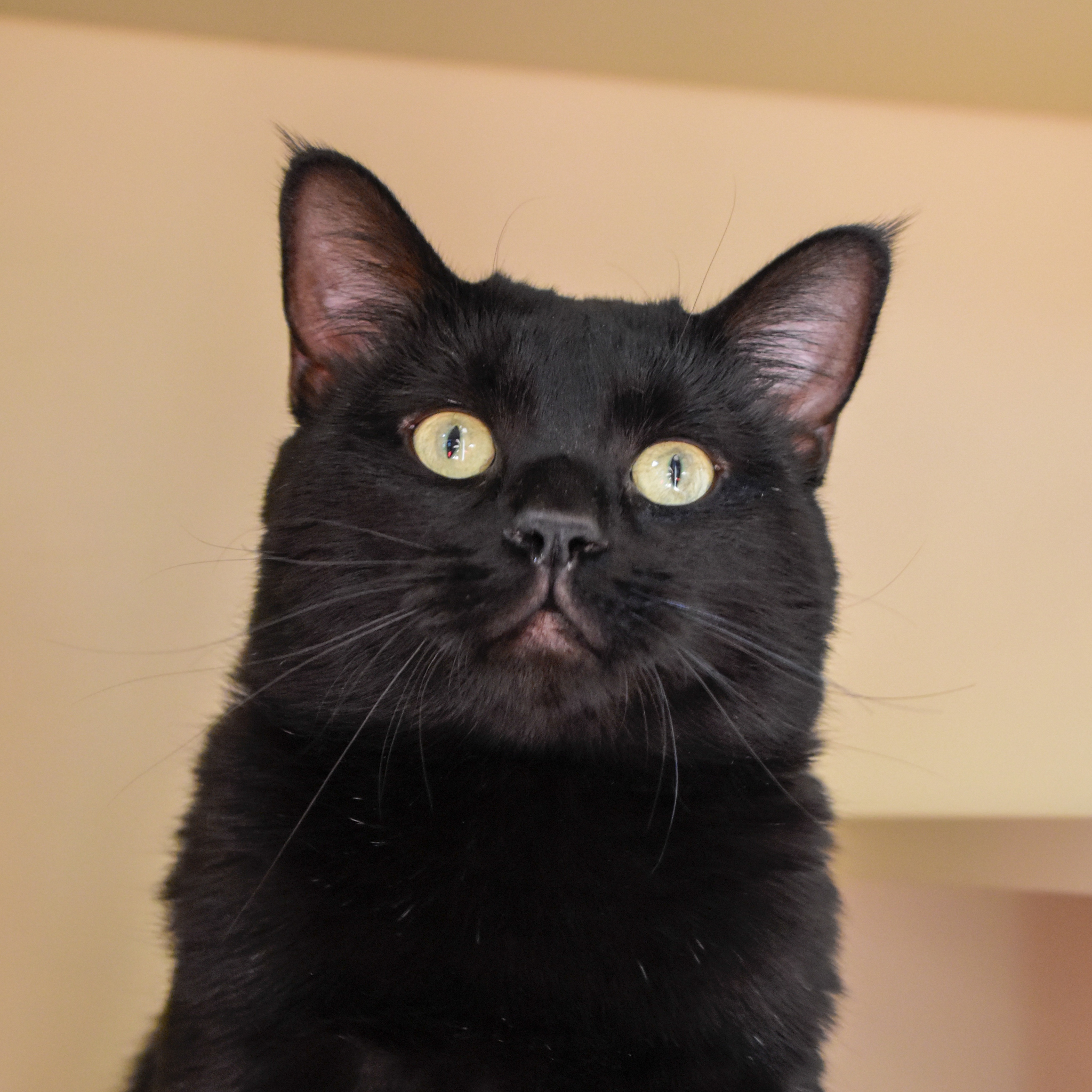 Wally, an adoptable Domestic Short Hair in Santa Fe, NM, 87501 | Photo Image 2