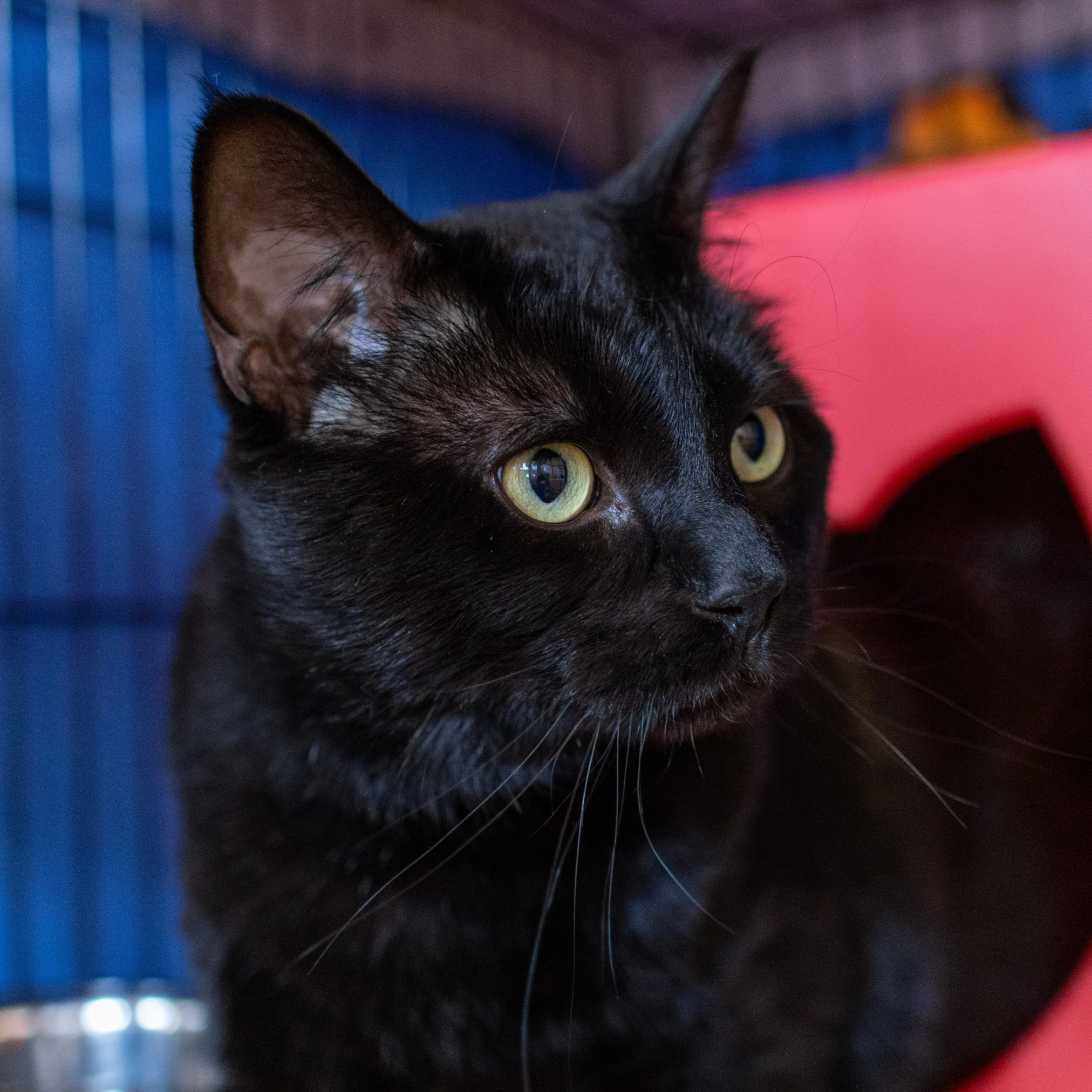 Wally, an adoptable Domestic Short Hair in Santa Fe, NM, 87501 | Photo Image 3