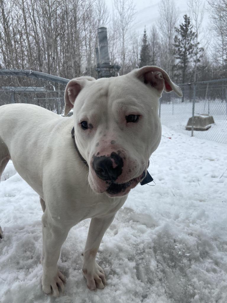 Mike, an adoptable Pit Bull Terrier in Virginia, MN, 55792 | Photo Image 1