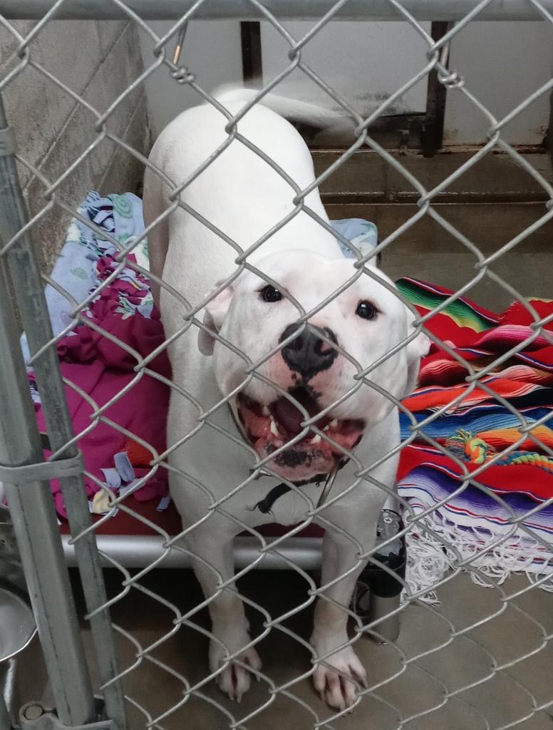 Mike, an adoptable Pit Bull Terrier in Virginia, MN, 55792 | Photo Image 2