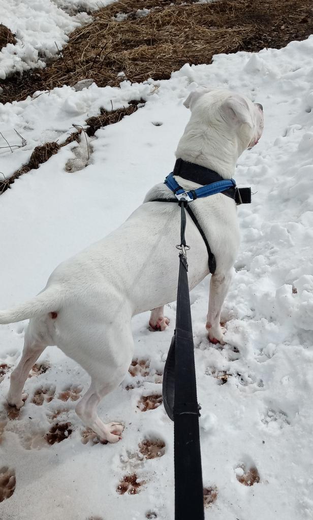 Mike, an adoptable Pit Bull Terrier in Virginia, MN, 55792 | Photo Image 3