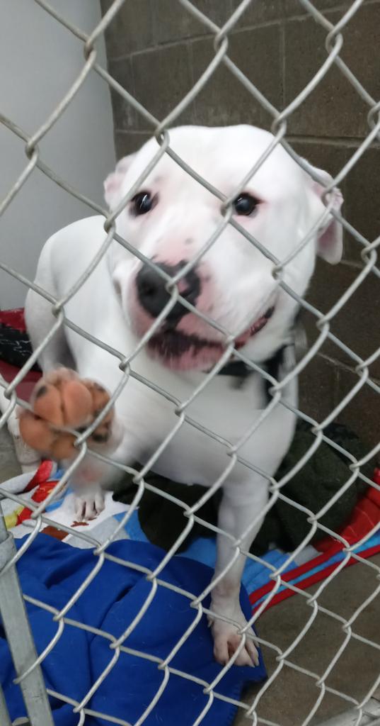 Mike, an adoptable Pit Bull Terrier in Virginia, MN, 55792 | Photo Image 4