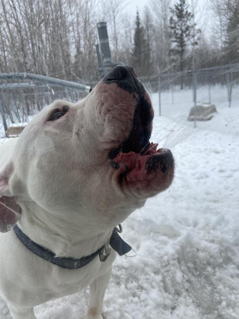 Mike, an adoptable Pit Bull Terrier in Virginia, MN, 55792 | Photo Image 5