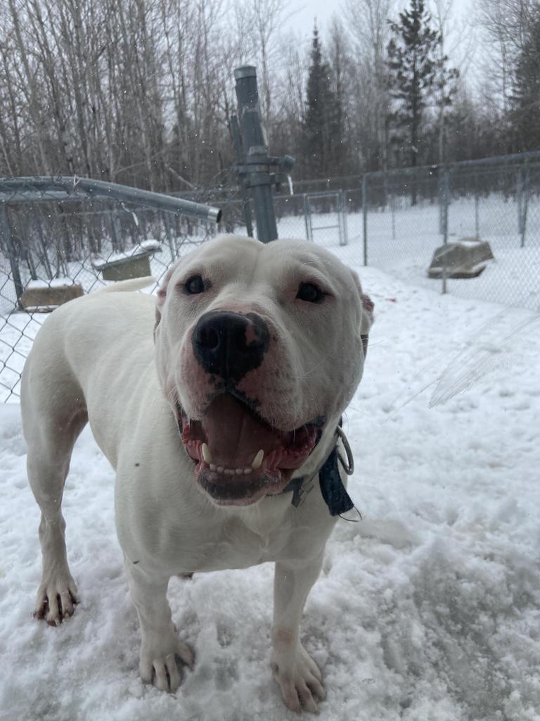 Mike, an adoptable Pit Bull Terrier in Virginia, MN, 55792 | Photo Image 6