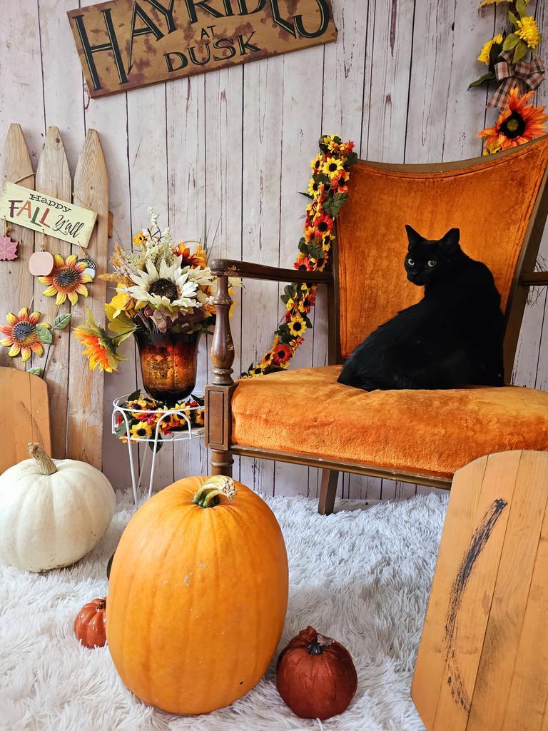 Karen, an adoptable Domestic Short Hair in Sprakers, NY, 12166 | Photo Image 2