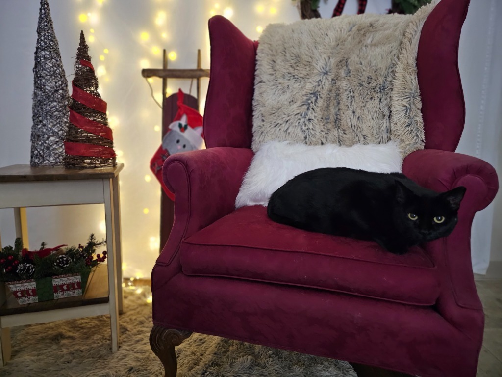 Karen, an adoptable Domestic Short Hair in Sprakers, NY, 12166 | Photo Image 3