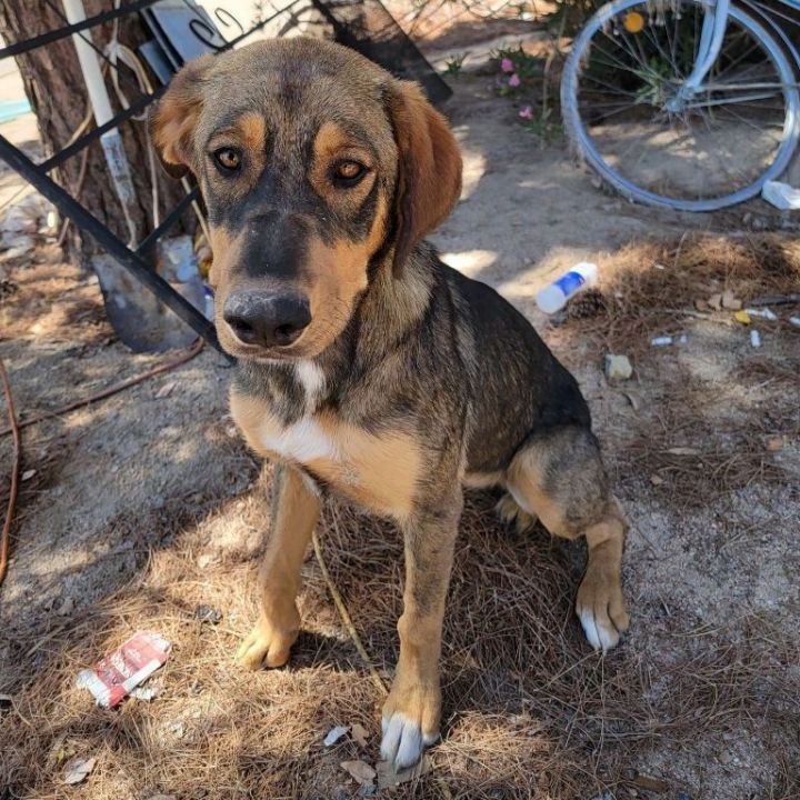 Dog for adoption The Barstow Bunch!, a Chocolate Labrador Retriever