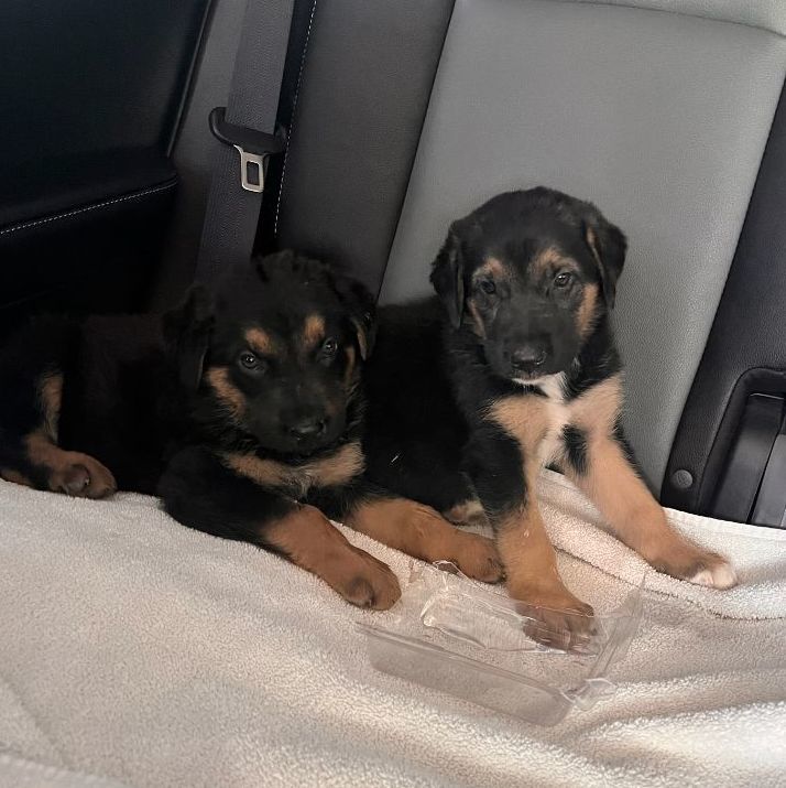 Dog for adoption The Barstow Bunch!, a Chocolate Labrador Retriever
