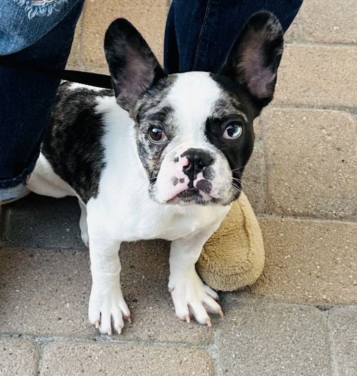 Toad, an adoptable French Bulldog in Los Alamitos, CA_image-3