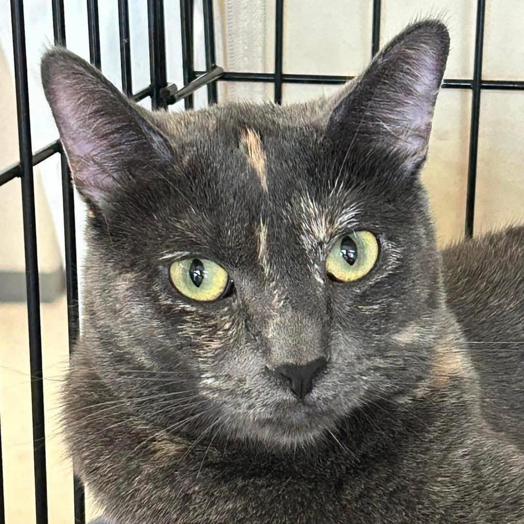 Gizzy or Gizmo nickname, an adoptable Domestic Short Hair in Ontario, OR, 97914 | Photo Image 1