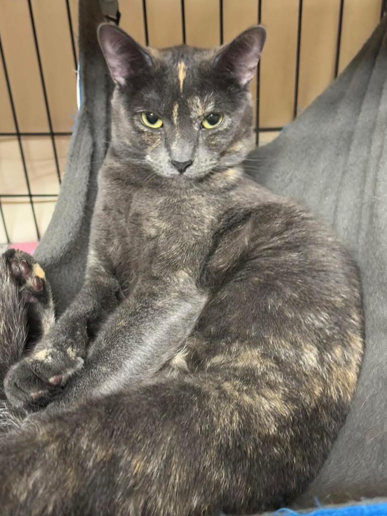 Gizzy or Gizmo nickname, an adoptable Domestic Short Hair in Ontario, OR, 97914 | Photo Image 6