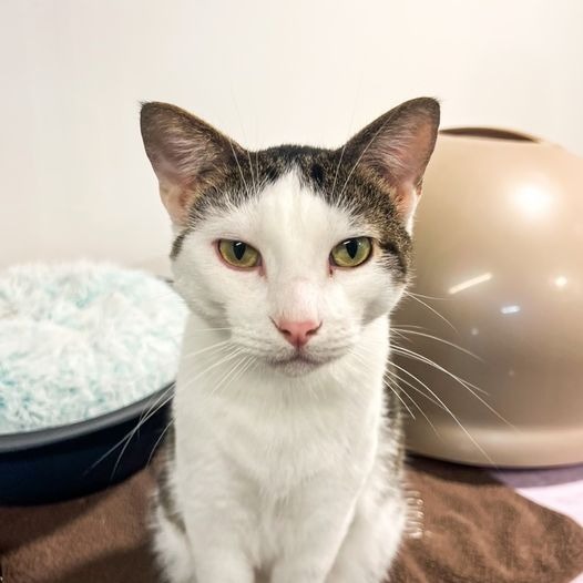 Chester, an adoptable Domestic Short Hair in St. Louis, MO, 63119 | Photo Image 1