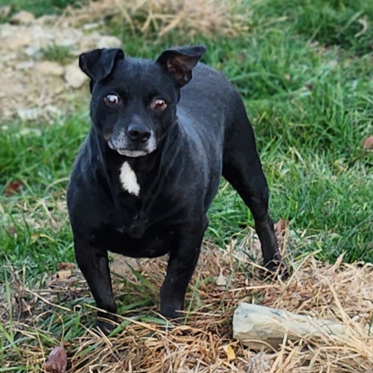 Sammy