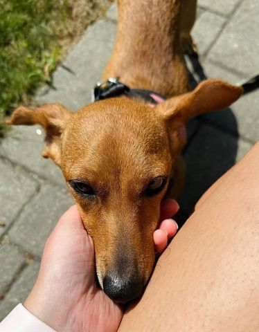 Miss Long Ears