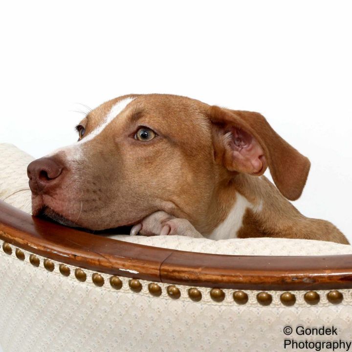 Tillie, an adoptable Beagle Mix in Brunswick, ME_image-1