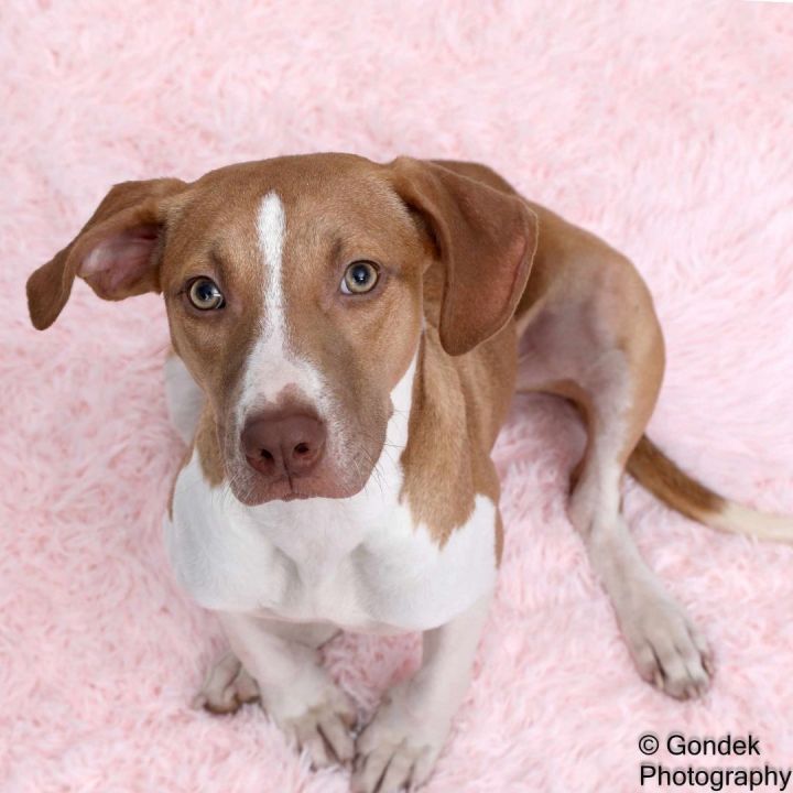 Tillie, an adoptable Beagle Mix in Brunswick, ME_image-2