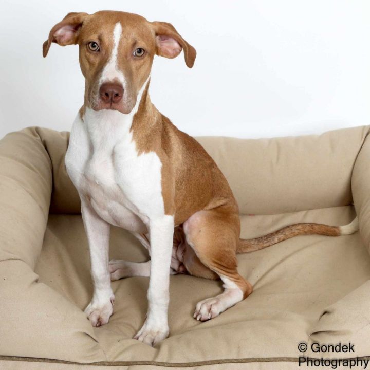 Tillie, an adoptable Beagle Mix in Brunswick, ME_image-5