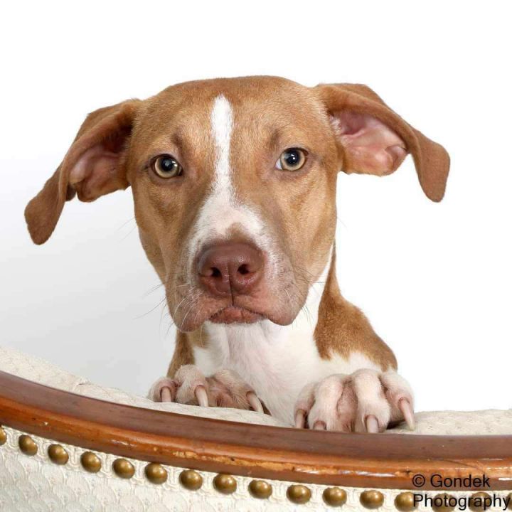 Tillie, an adoptable Beagle Mix in Brunswick, ME_image-6