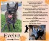 Evelyn