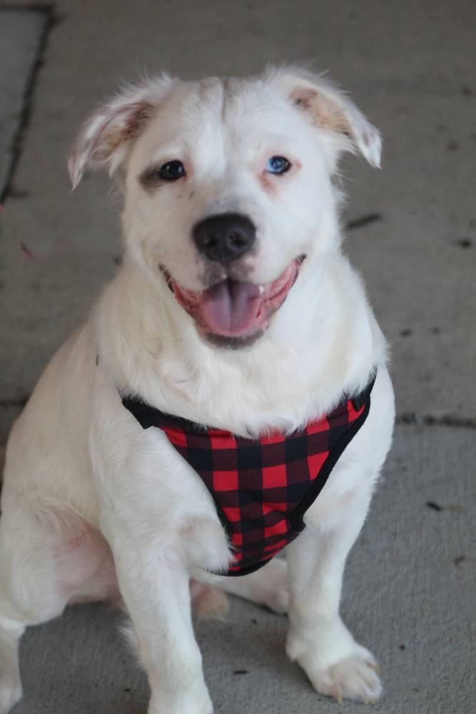 Maltese pitbull sales