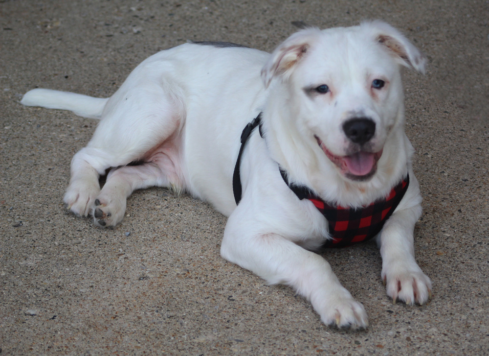 Shyloh, an adoptable Maltese, Pit Bull Terrier in Lafayette, IN, 47909 | Photo Image 2