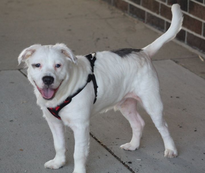 Maltese pitbull mix store puppies